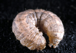 Dingy cutworm
