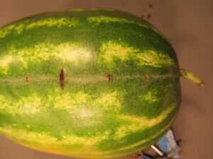 cross-stitch on watermelon