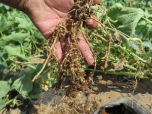 Root knot nematode of cantaloupe.