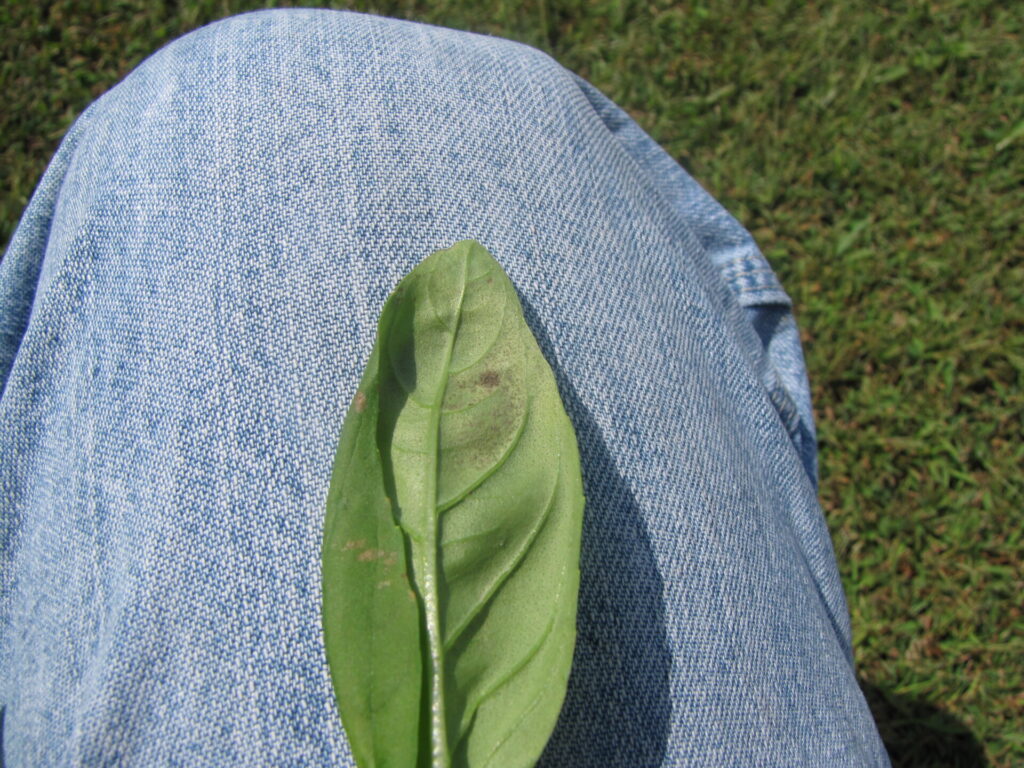 Downy mildew of Basil | Purdue University Vegetable Crops Hotline