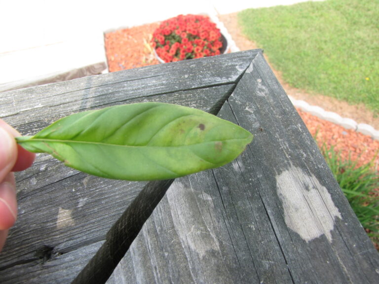 Downy mildew of Basil | Purdue University Vegetable Crops Hotline