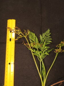 Leaf blight of carrot. Note necrotic leaves. 
