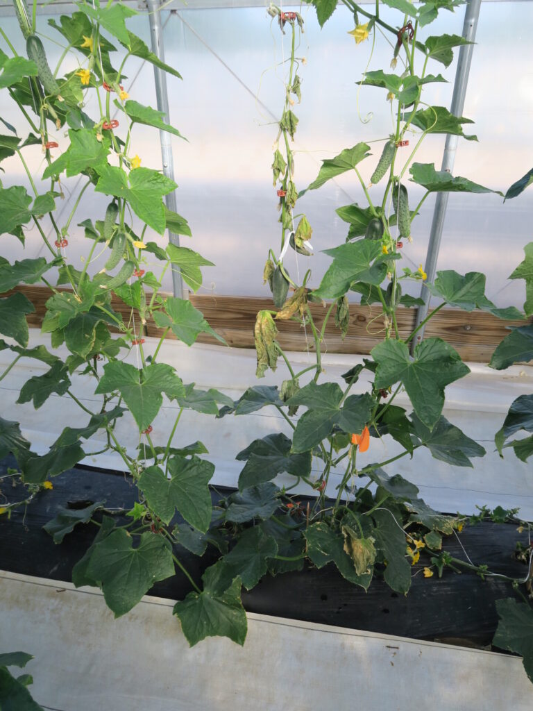 Bacterial wilt of Cucumber | Purdue University Vegetable Crops Hotline