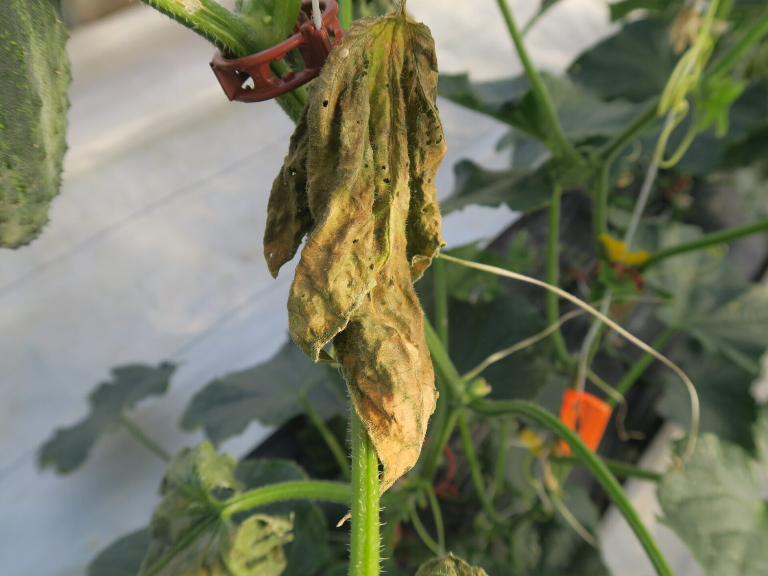 Bacterial Wilt Of Cucumber | Purdue University Vegetable Crops Hotline