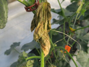 Cucumber beetle feeding visible on cucumber leaf affected by bacterial wilt. 
