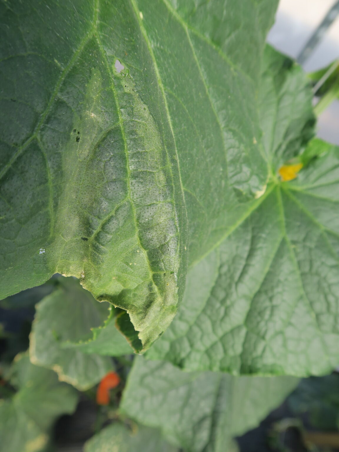 Bacterial wilt of Cucumber Purdue University Vegetable Crops Hotline