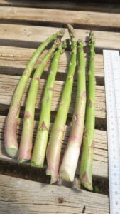 Purple spot of asparagus