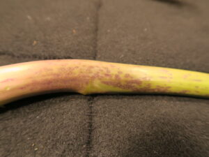 Purple spot of asparagus. 
