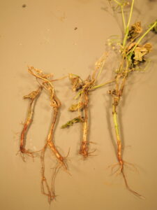 Pythium root rot of green bean. 