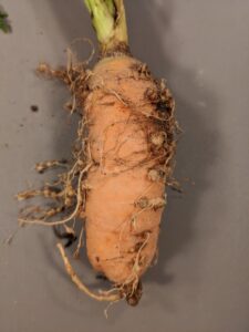 Root knot of carrot