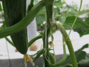 White mold of cucumber. 