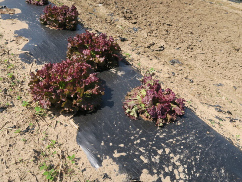 Lettuce drop Purdue University Vegetable Crops Hotline