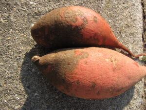 Scurf of sweet potato. Note gray, brown stain on surface. 