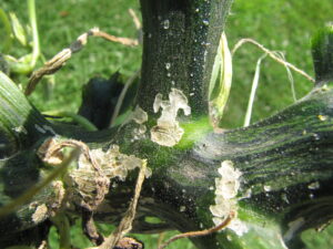 Cucumber beetle feeding on squash.
