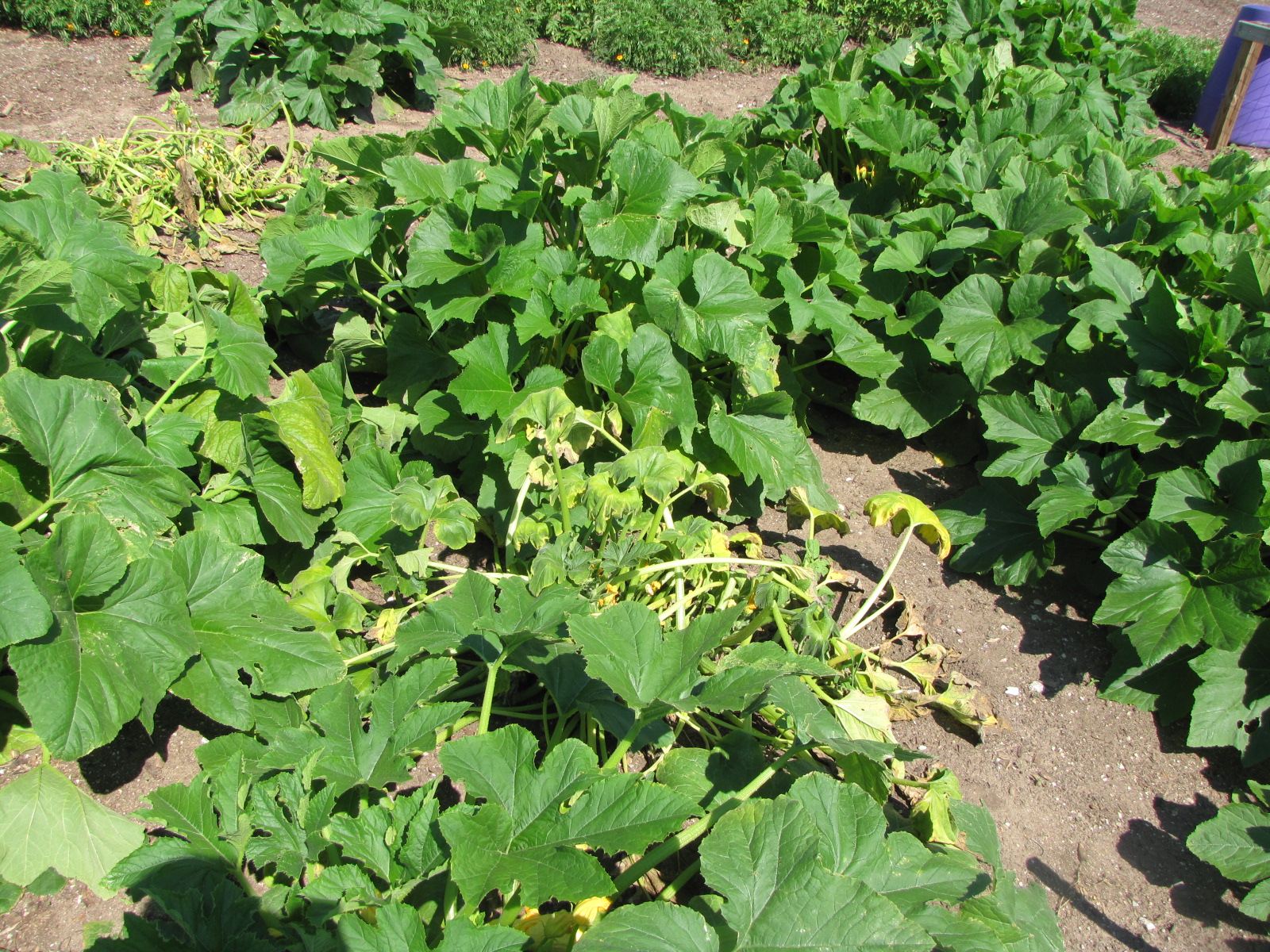 bacterial-wilt-of-squash-purdue-university-vegetable-crops-hotline