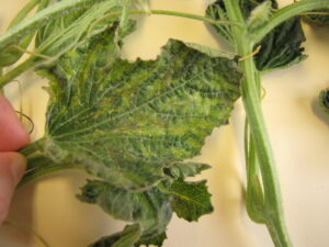 Watermelon leaf positive for poty virus