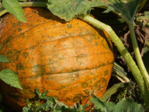 Poty virus on pumpkin. 