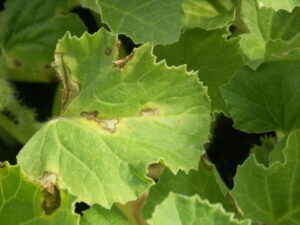 Angular leaf spot of cantaloupe. 