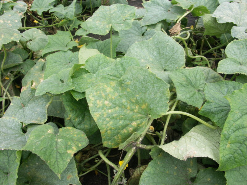 Downy mildew of Cucumber | Purdue University Vegetable Crops Hotline