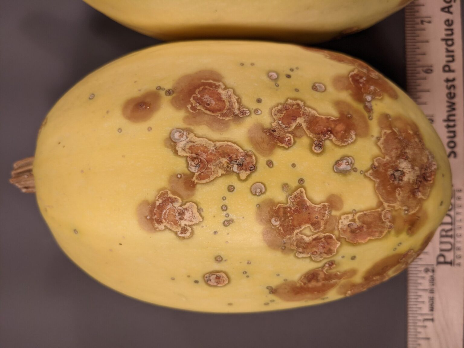 Bacterial spot of Squash Purdue University Vegetable Crops Hotline