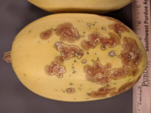 Bacterial spot and black rot of squash. 