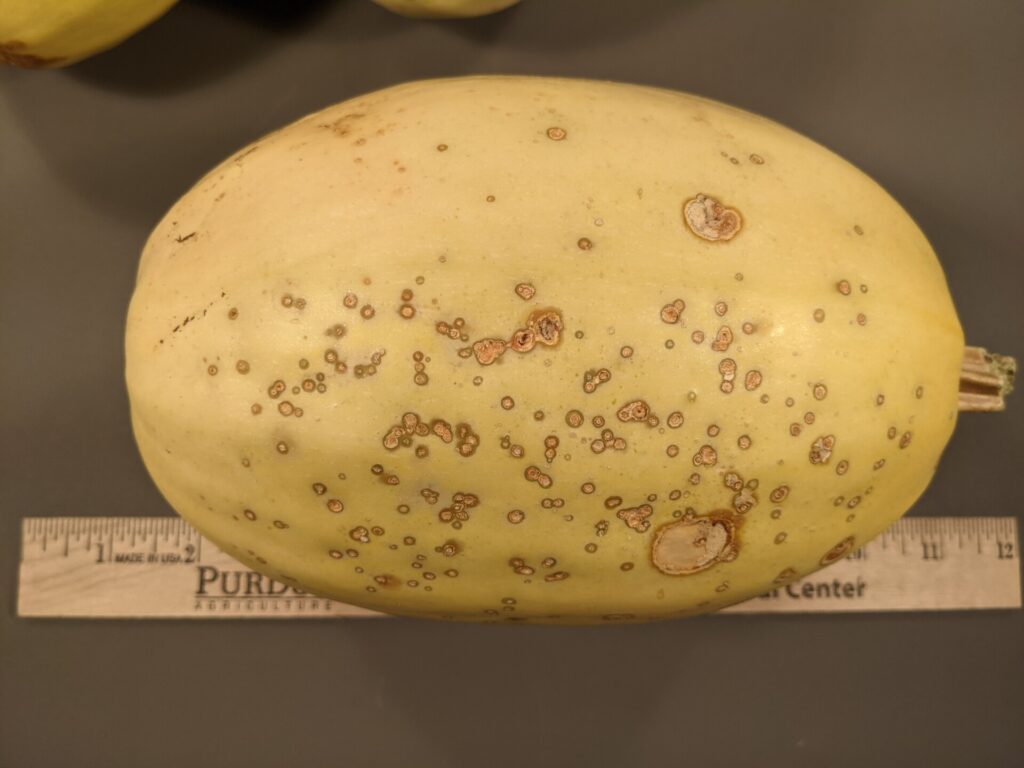 bacterial-spot-of-squash-purdue-university-vegetable-crops-hotline