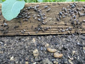 A congregation of pillbugs