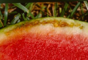 Rind necrosis of watermelon