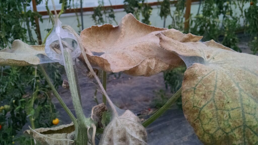 Looking for Collaborators on High Tunnel Spider Mite Project | Purdue ...