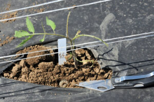 Variegated cutworm larva and damage on tomato seedling 