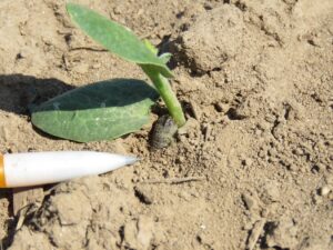 Cutworm larva emerging from the soil