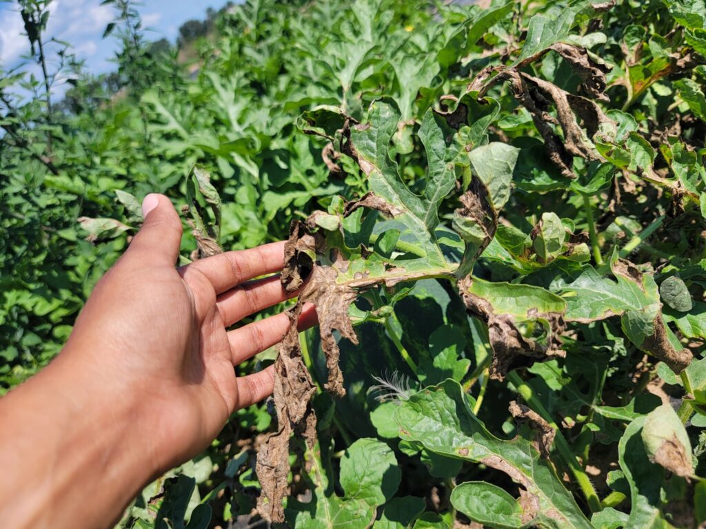 Image showing watermelon foliage herbicide injury.