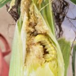Corn earworm larvae inside a mature ear