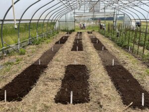 Compost trial in high tunnel