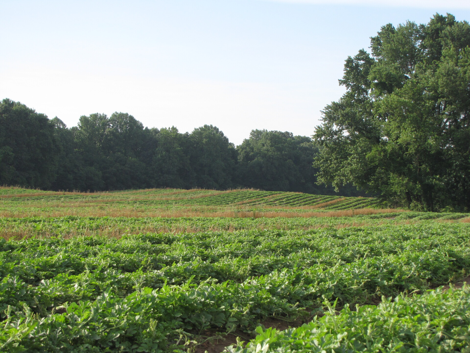 Dry Weather and Fungicide Applications | Purdue University Vegetable ...