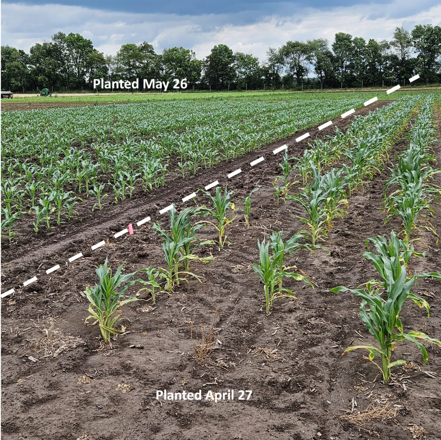 Corn Earworm in Early Plantings Purdue University Vegetable Crops Hotline