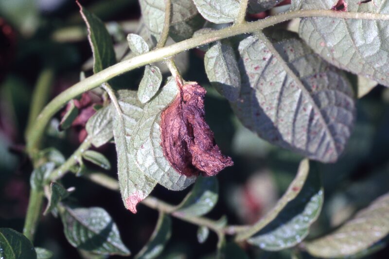 Late blight of Potato | Purdue University Vegetable Crops Hotline