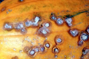 Fusarium fruit rot of pumpkin