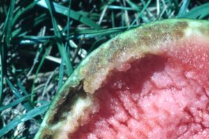 Rind necrosis of watermelon. 
