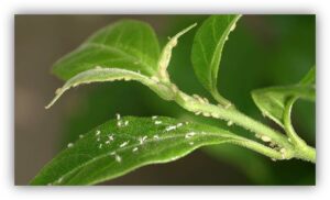 Exuvia or shed skin from aphids molting