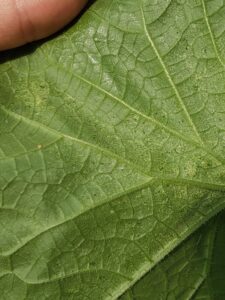 Stippling damage caused by twospotted spider mite