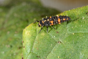 Ladybeetle larva