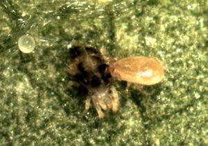 The predatory mite species Neoseiulus fallacis