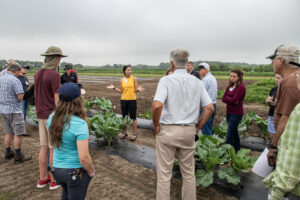 Long discuss insect management in collards