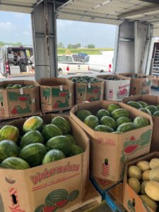 Figure 1. Watermelon at Clearspring Produce Auction.
