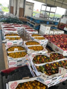 Figure 2. Tomatoes and peaches at Clearspring Produce Auction. 