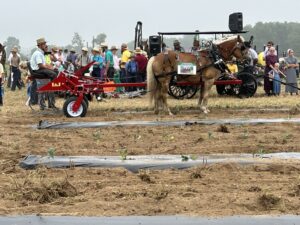 Team of draft ponies pulling I and J straddle row cultivator at Horse Progress Days in Shipshewana, IN.