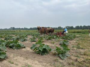 1.Team of Belgians cultivating squash with an I and J straddle row cultivator at a 30 acre diversified vegetable farm in Northern Indiana.