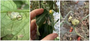 Figure 3. Examples of damage by TPW (left) as a young instar caterpillar within a leaf mine, by an older instar within a curled leaf (center), and by caterpillars boring into the fruit (right). Note the pinhole entrances into the fruit are surrounded by dark frass (caterpillar droppings) (Photos by Samantha Willden and participating growers).