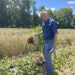 Dan Egel inspecting a cantaloupe field